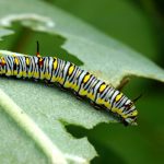 5 redenen waarom planten gladde bladeren kunnen hebben, en verstandige
