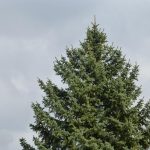 6 snelgroeiende bomen die je nooit in je tuin moet