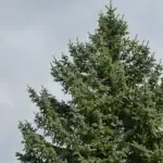 6-snelgroeiende-bomen-die-je-nooit-in-je-tuin-moet.webp.webp