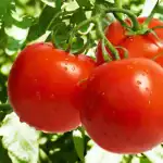 waar-je-nooit-tomaten-moet-kweken-tuiniers-noemden-5-plaatsen.webp.webp