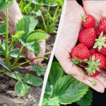 Aardbeienstruiken die na de winter op het veld blijven staan: