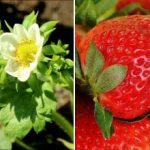 Bessen kun je met bakken plukken: wat geef je aardbeien