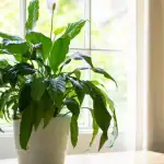 bloei-het-hele-jaar-door-zo-verplant-je-spathiphyllum-op.webp.webp