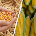 De beste periode om maïs te zaaien in 2025: mis