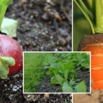 De moestuin in september: wat moet je zaaien om de