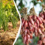 Deadlines dringen: wanneer moet je bieslook zaaien en hoe bereid