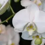 een-keukenproduct-en-je-orchidee-staat-binnen-een-week-in.webp.webp