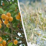 Eén nacht bepaalt het lot van de hele oogst: hoe