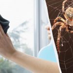 Eén product maakt ramen glanzend schoon en verwijdert spinnen: een