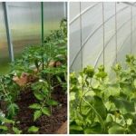 Een recordoogst zal zelfs de buren verrassen: hoe bevochtig je