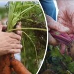 Gunstige dagen: wanneer wortelen en bieten rooien volgens de maankalender