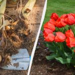 Het is al tijd om tulpenbollen te planten: wat een