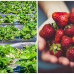 Het slotakkoord van de herfst: eenvoudige handelingen die van invloed