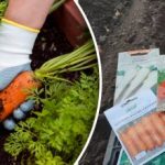 Het wordt net als op de foto: Wat wortelen voeren