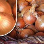 Hoe bewaar je uien zodat ze niet uitlopen voor de