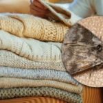 Hoe je van motten in kasten afkomt: slechts één plant