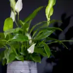 hoe-krijg-je-spathiphyllum-weer-in-bloei-4-hoofdregels.webp.webp