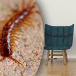 Hoe voorkom je dat duizendpoten je huis overnemen: je kunt