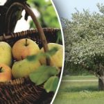 Kappen hoeft niet: zo verjong je een oude appelboom