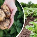 Kweek echt grote knollen: wat moet je doen met aardappelen
