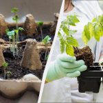 Maart is zaaimaand: welke 6 groenten moet je zeker op