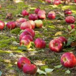 Rotte appels zijn geen mest: 4 redenen waarom bedorven fruit