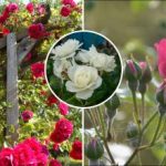 Rozen snoeien na de winter: het geheim van weelderige bloemen