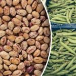 Sommige bonen groeien in emmers, terwijl andere nauwelijks groeien: een