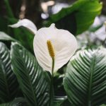spathiphyllum-stopt-met-vergelen-en-bladeren-verliezen-5-verzorgingsfouten-en.jpg