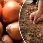 Uien groeien vele malen beter: een tuinier heeft een eenvoudige
