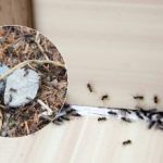 Vaarwel, vervelend ongedierte: hoe je voorgoed van mieren afkomt