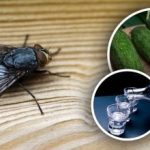 Vliegen verdwijnen meteen: de beste natuurlijke middelen tegen insecten