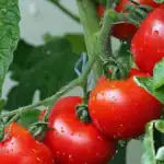 waarom-ervaren-tuiniers-elk-jaar-van-tomatenbed-wisselen.webp.webp