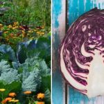 Waarom kool verwelkt in bed: het draait allemaal om de