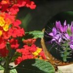 Wat je beter niet in je bloembed kunt planten: een