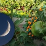 Wat te doen in de moestuin in september: gunstige dagen