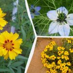 Wat te zaaien in maart: 6 bloemen die je tuin