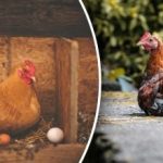 Wat voeg je toe aan het voer van kippen om