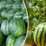 Watermeloenen tot 12 kg: welke variëteit moet je kiezen in