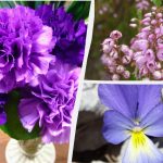 Welke bloemen groeien perfect in potten en bakken: tuiniers noemen