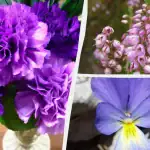 welke-bloemen-groeien-perfect-in-potten-en-bakken-tuiniers-noemen.webp.webp