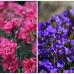 Welke bloemen in de lente in de tuin en in