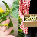 Welke komkommers te planten in 2026: deze hybriden geven de