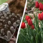 wijze-bloementelers-plantten-tulpen-in-eiertrays-het-bed-ziet-er.webp.webp
