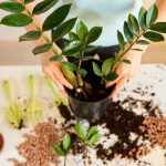Zamioculcas gedijen jarenlang: hoveniers vertellen je hoe je een Zamioculcas